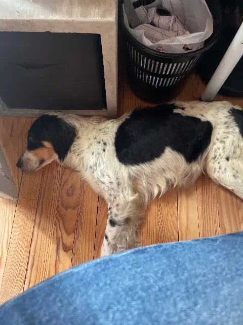 chienne lost   47600 Nérac Poppy