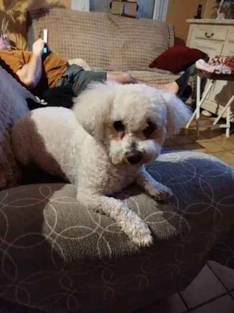 chienne lost   47700 Casteljaloux Priska