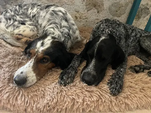 Chienne Perdue 47 Lot-et-Garonne - Prune-et-grisou Chienne Perdue 47 Lot-et-Garonne - Prune-et-grisou