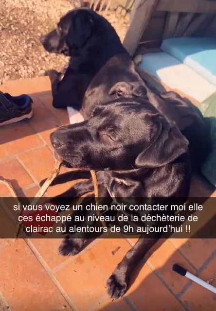 chienne lost   47320 Clairac Rose