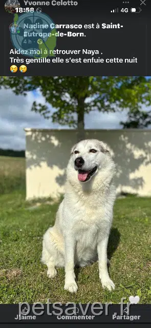 chienne lost   47210 Saint-Eutrope-de-Born Naya
