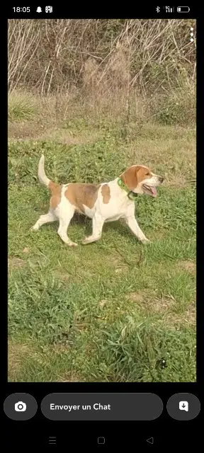 chienne lost   47310 Laplume Siya