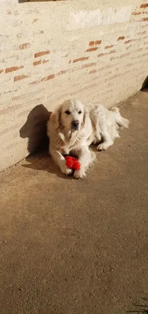 chienne lost   47210 Villeréal Tafnè