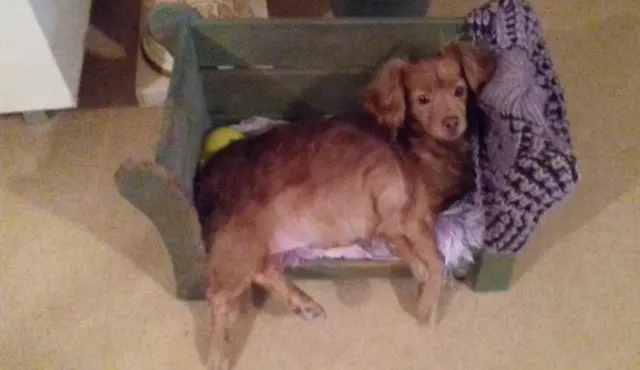 chienne lost   47180 Sainte-Bazeille Tessa