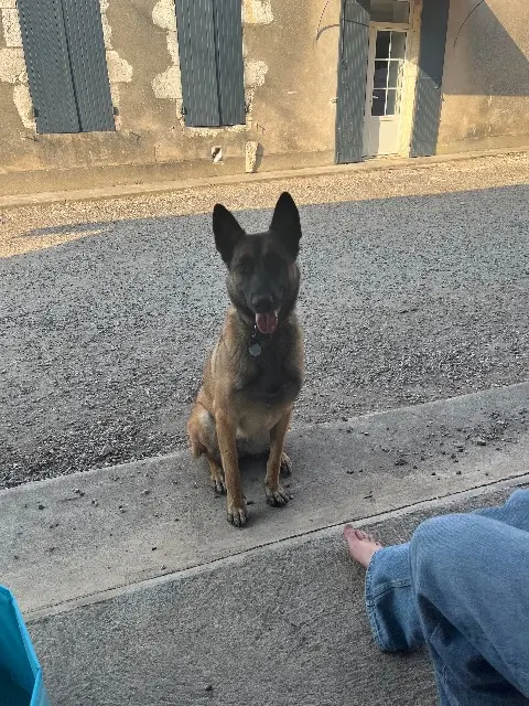 chienne lost   47210 Villeréal Ully