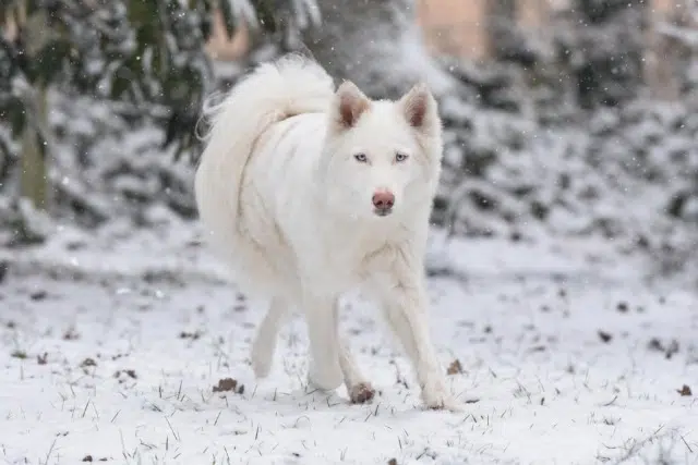 chienne lost   47200 Marmande Urielle