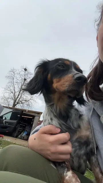 chienne lost   47350 Seyches Vanna