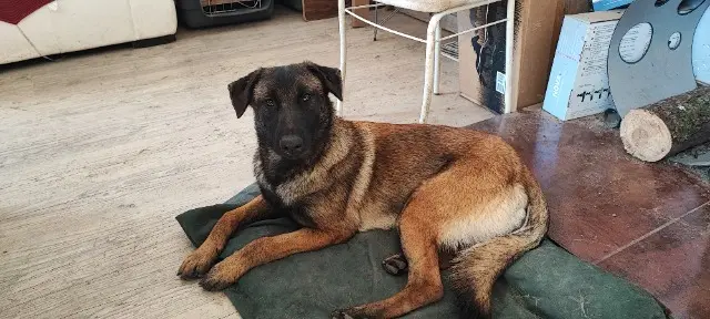 chienne lost   47310 Sainte-Colombe-en-Bruilhois Varuna