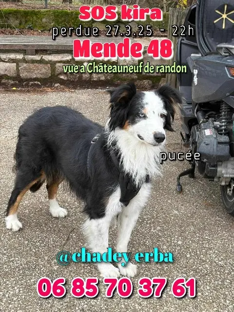 chienne lost   48170 Châteauneuf-de-Randon Kira