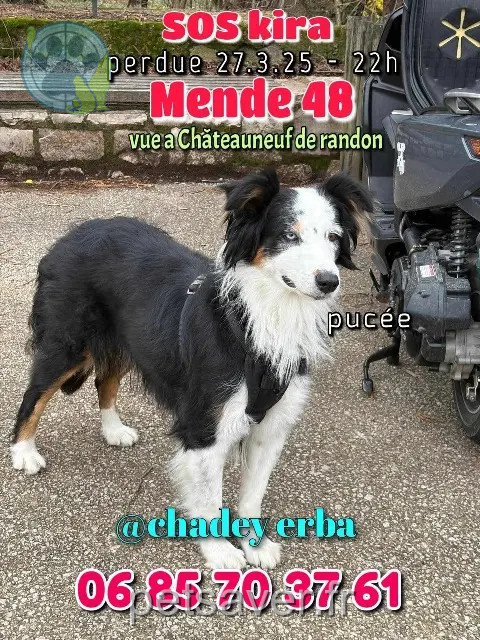 Hündin vermisst 48170 Châteauneuf-de-Randon Kira Hündin lost 48170 Châteauneuf-de-Randon Kira