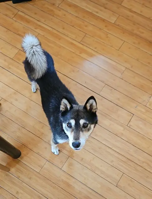 dog lost 48300 Rocles Moka dog lost 48300 Rocles Moka