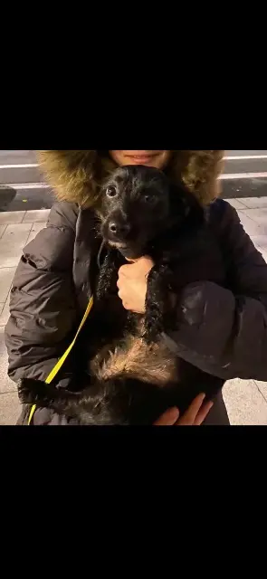 chienne lost    Angers Bob