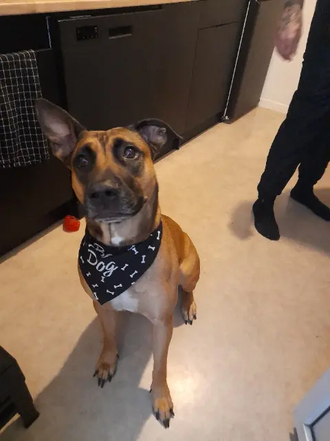 chienne lost    Angers Ruby