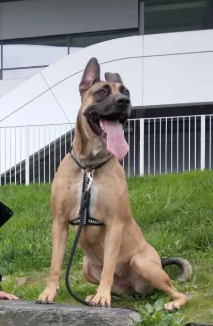 chienne lost    Angers Ruby