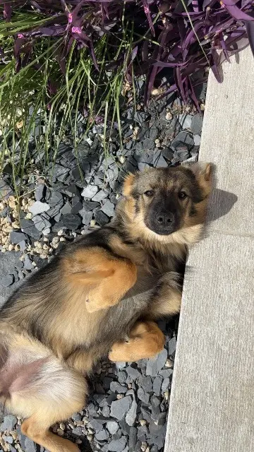 chienne lost   49400 Villebernier Athena