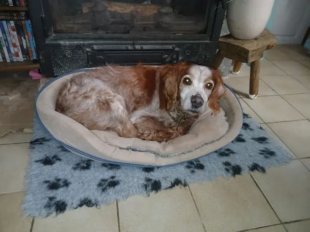 chienne lost   49700  Chelby