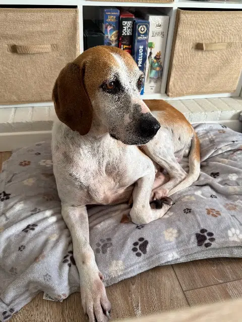 chienne lost    Chemillé-en-Anjou Opale