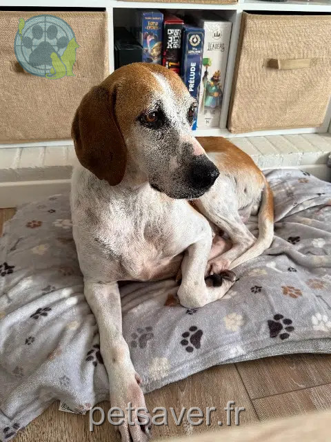 dog lost Chemillé-en-Anjou Opale dog lost Chemillé-en-Anjou Opale