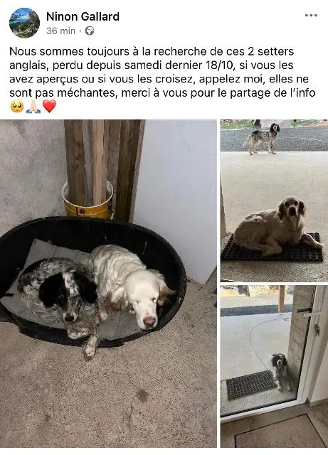 chienne lost   49540 Aubigné-sur-Layon Chien