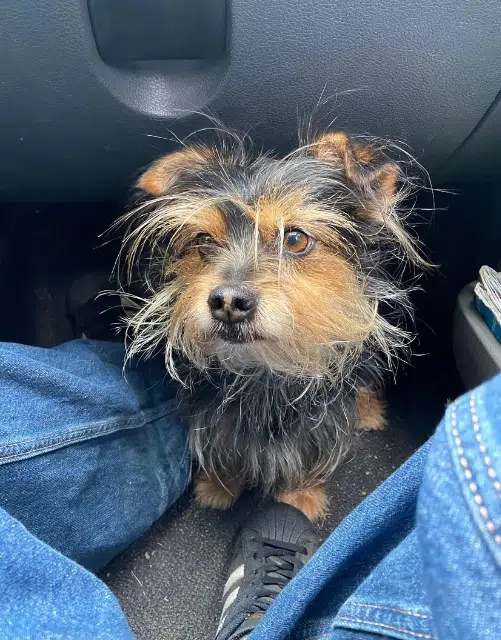 chienne lost   49350 Gennes-Val-de-Loire Naya