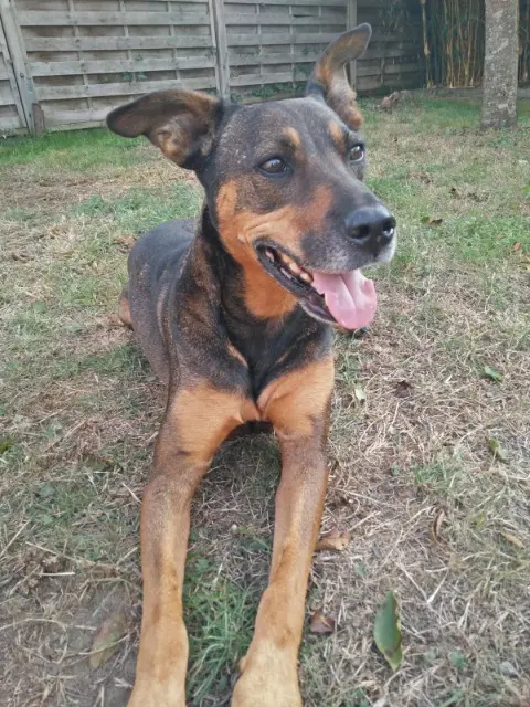 chienne lost   49440 Angrie Hally