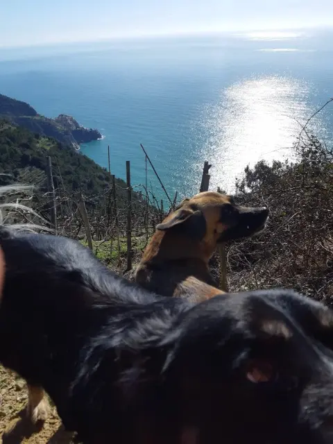 chienne lost   49700 Tuffalun Louba
