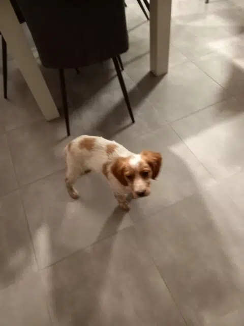 chienne lost    Lys-Haut-Layon Amande