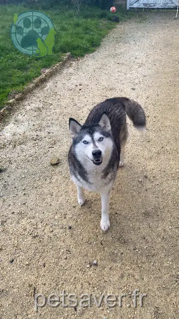 chienne lost    Lys-Haut-Layon Marechale