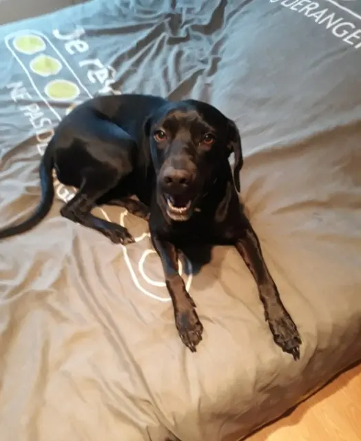 chienne lost   49300 Cholet Milka