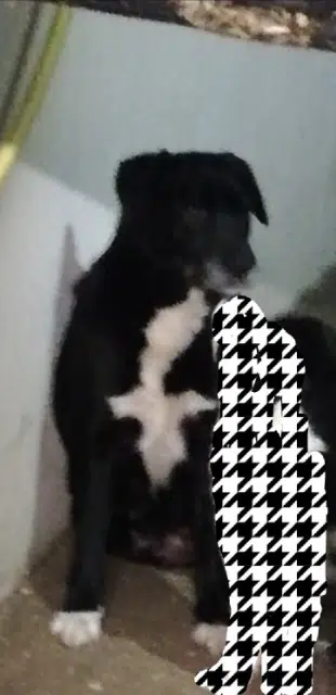 chienne lost   49640 Morannes sur Sarthe-Daumeray Tequila