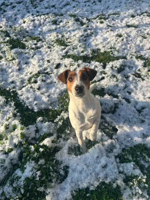 chienne lost   49640 Morannes sur Sarthe-Daumeray Violette