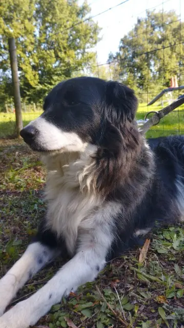 chienne lost   49290 Chalonnes-sur-Loire Nola