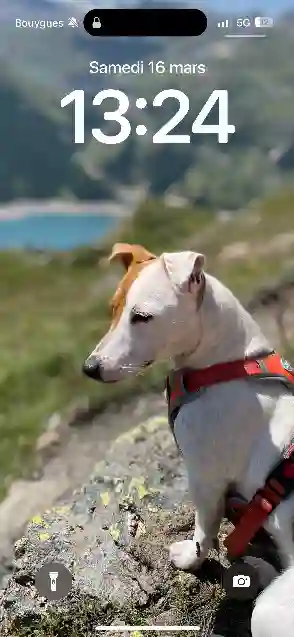 Chienne Perdue 49 Maine-et-Loire - Reiki Chienne Perdue 49 Maine-et-Loire - Reiki