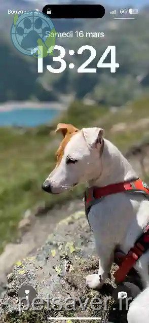 Chienne Perdue 49 Maine-et-Loire - Reiki Chienne Perdue 49 Maine-et-Loire - Reiki