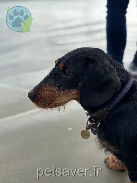 chienne lost   49400 Villebernier Solita