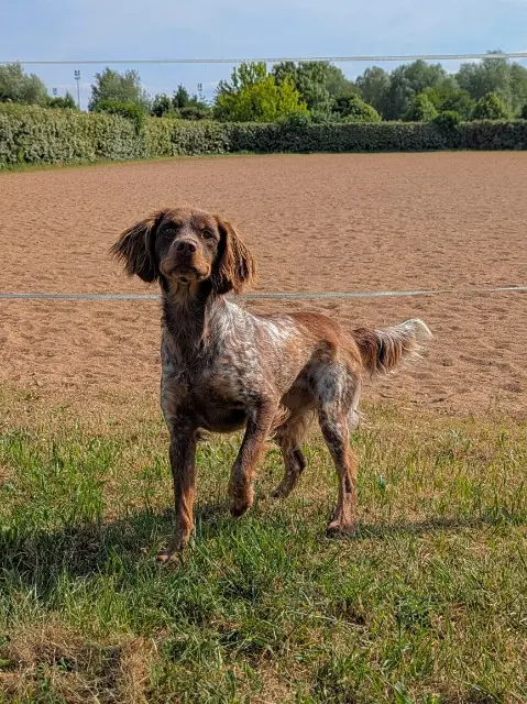 chienne lost   49260 Courchamps Uguette