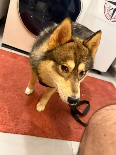 chienne lost   49400 Saumur Yuki