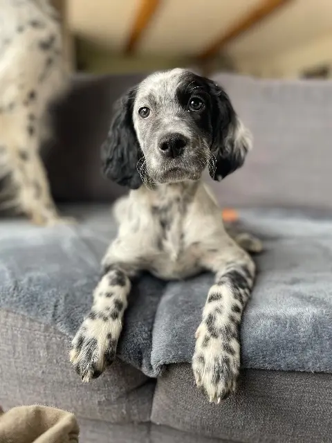 chienne lost   50700 Montaigu-la-Brisette Aska