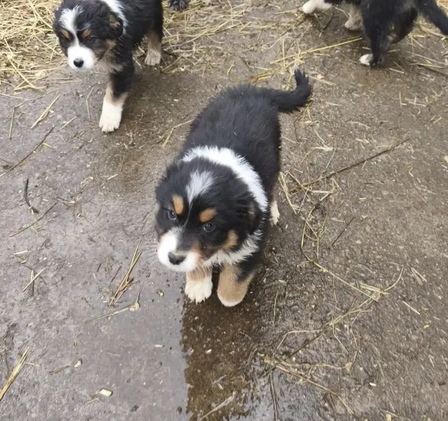 chienne lost   50700 Flottemanville Atyla