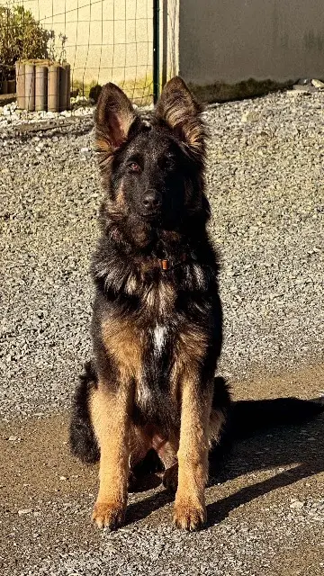 chienne lost   50530 Dragey-Ronthon Vicky