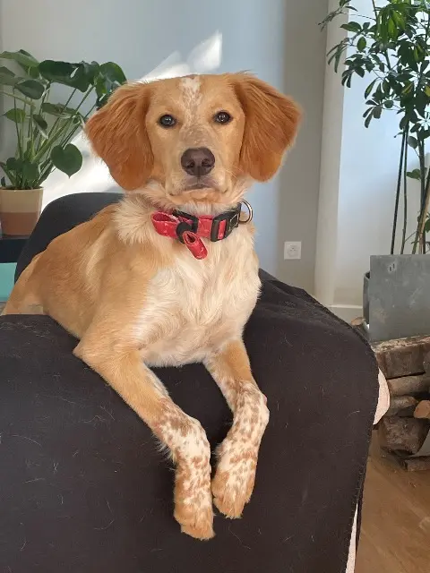 chienne lost   50210 Roncey Happie