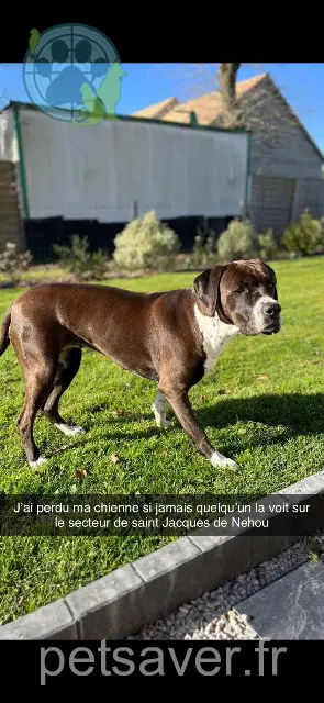 chienne lost   50390 Saint-Jacques-de-Néhou Patsy