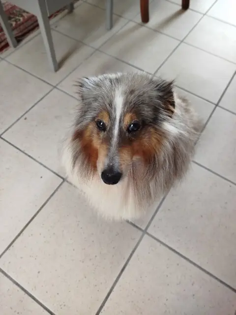 chienne lost   50690 Martinvast Pepite