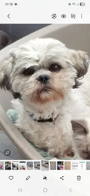 chienne lost   50350 Donville-les-Bains Phoebe