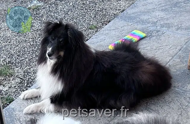 Plume