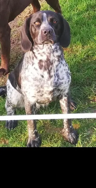 chienne lost   50260 Rauville-la-Bigot Praline