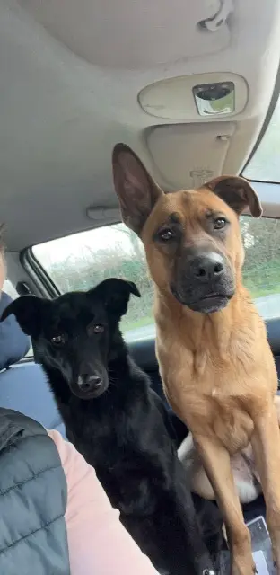 chienne lost   50490 Saint-Sauveur-Villages Ruby et Tara