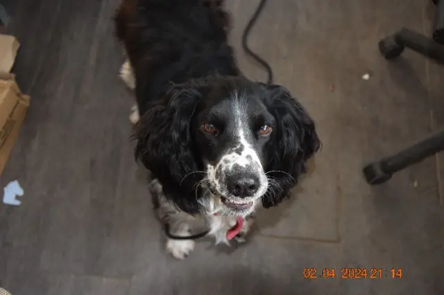 chienne lost   50630 Crasville SPIDDY