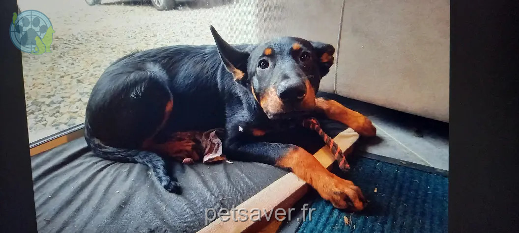 Chienne Perdue 50 Manche Tessy-Bocage Chienne Perdue 50 Manche Tessy-Bocage