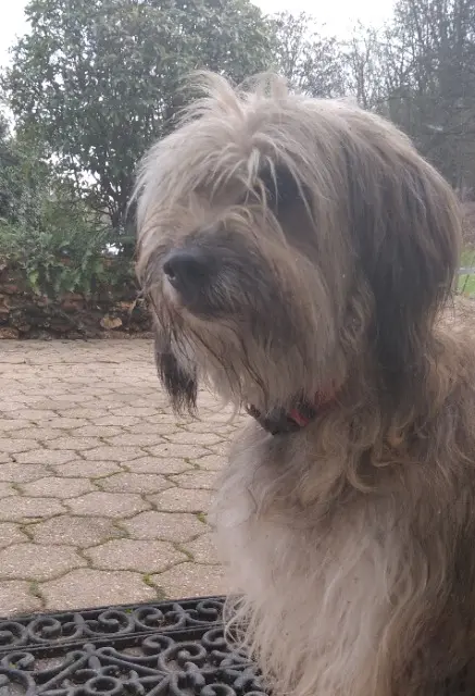 chienne lost   51270 Orbais-l'Abbaye BISCOTTE